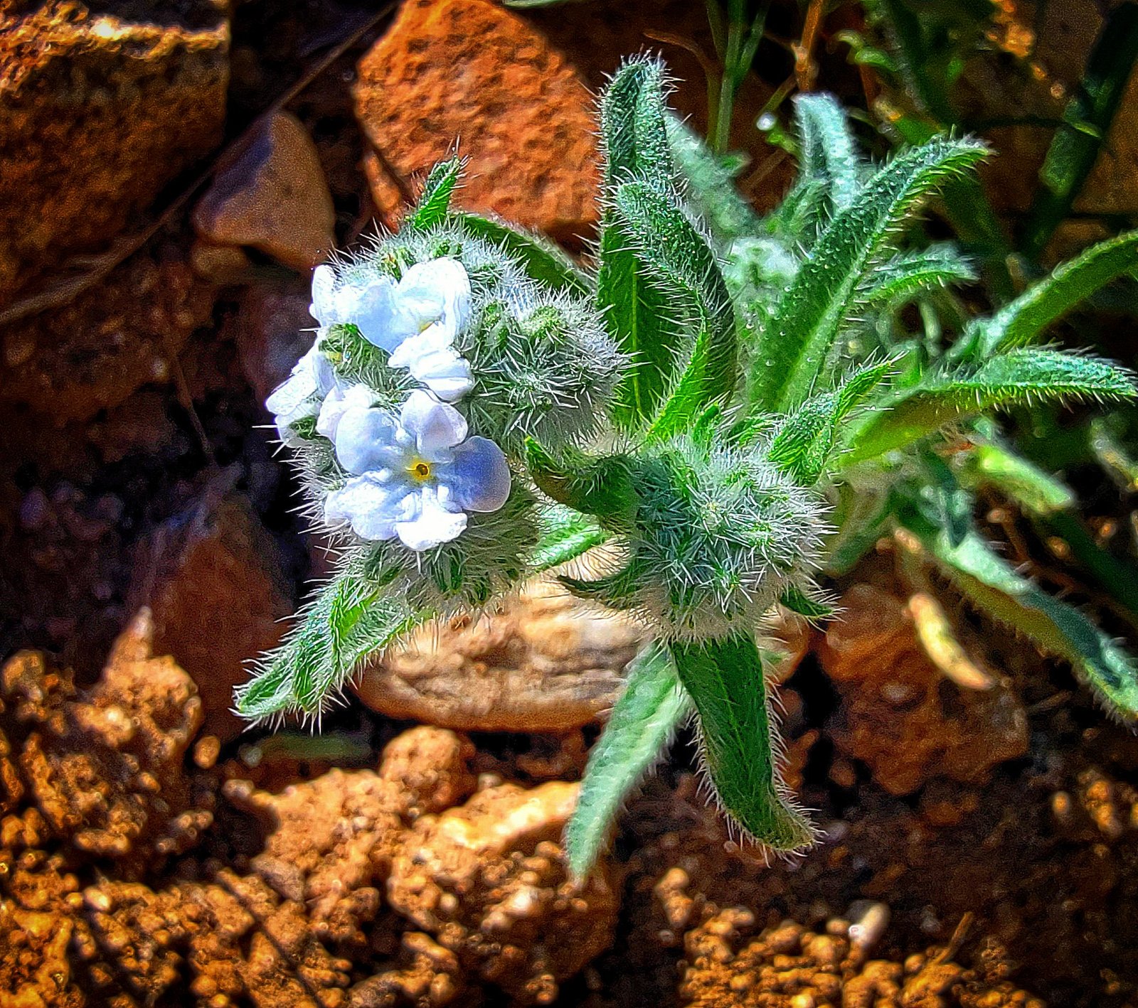 Stunning Cryptantha